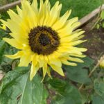 Crosby Primary Science Garden