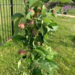 Crosby Primary Science Garden