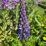 Crosby Primary Science Garden