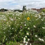 Crosby Primary Science Garden