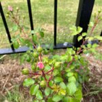 Crosby Primary Science Garden