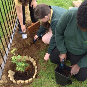 School Council members plant the rose