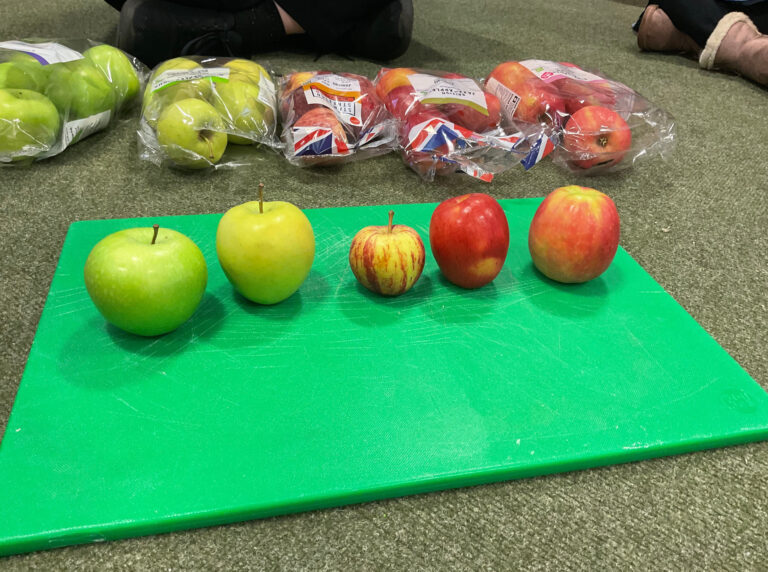 Ladybird class looked at different types of apples in British Science Week
